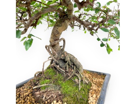 Zelkova nire bonsai 55 cm | Blue rectangular pot