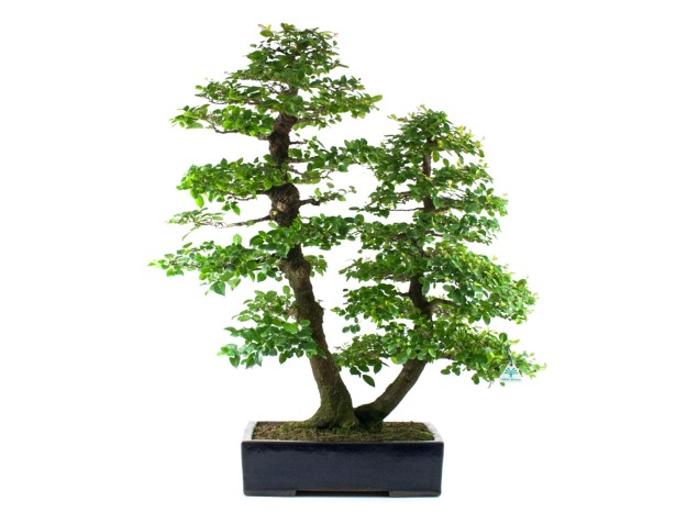 Celtis australis - Bagolaro - 100 cm 2