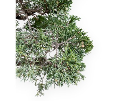 Juniper bonsai 59 cm | Rectangular stoneware pot