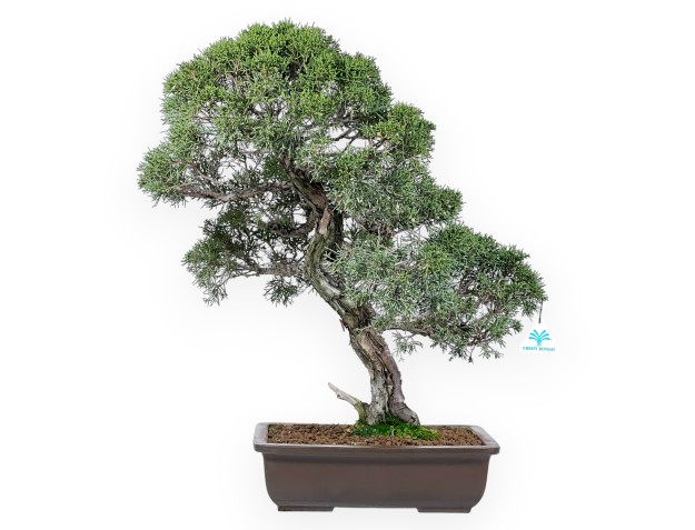 Enebro bonsái 59 cm | Maceta rectangular de gres