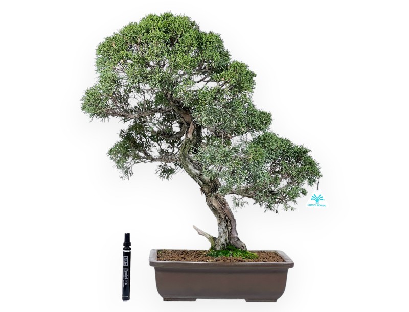 Juniper bonsai 59 cm | Rectangular stoneware pot