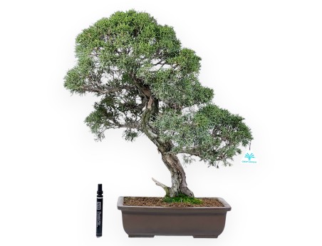 Bonsaï de genévrier de 59 cm | Pot rectangulaire en grès