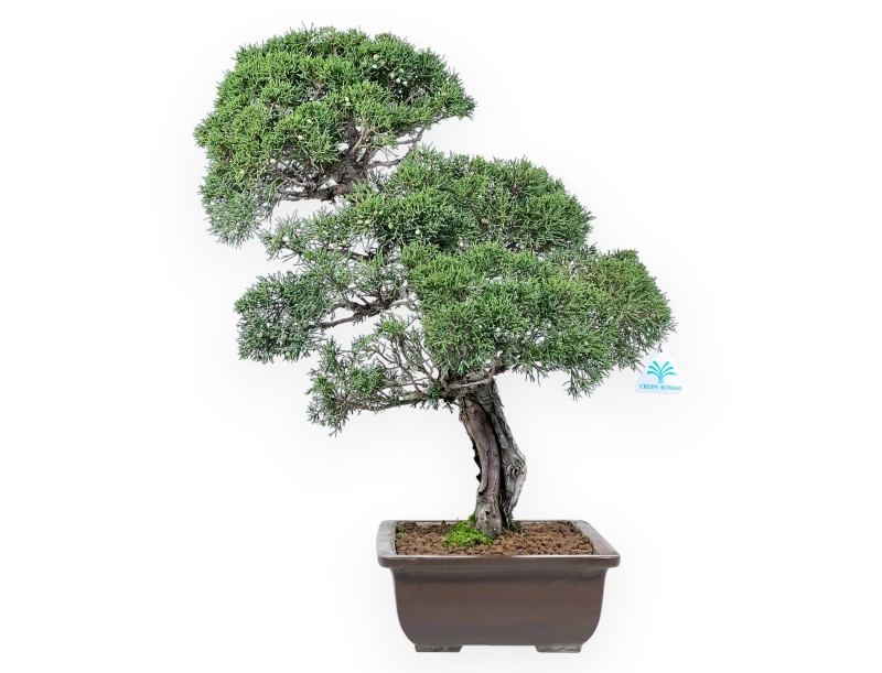 Bonsaï de genévrier de 59 cm | Pot rectangulaire en grès