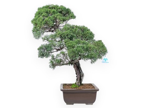Juniper bonsai 59 cm | Rectangular stoneware pot