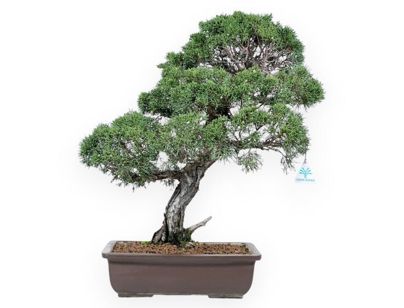 Bonsai di ginepro da 59 cm | Vaso rettangolare grès