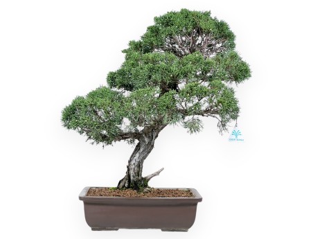 Juniper bonsai 59 cm | Rectangular stoneware pot