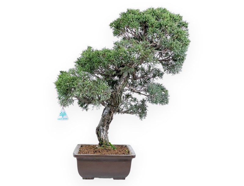 Jeneverbes bonsai 59 cm | Rechthoekige ongeglazuurde pot
