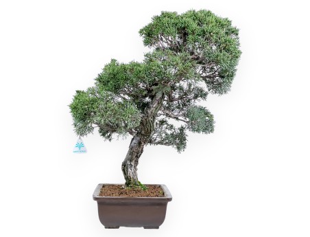Enebro bonsái 59 cm | Maceta rectangular de gres
