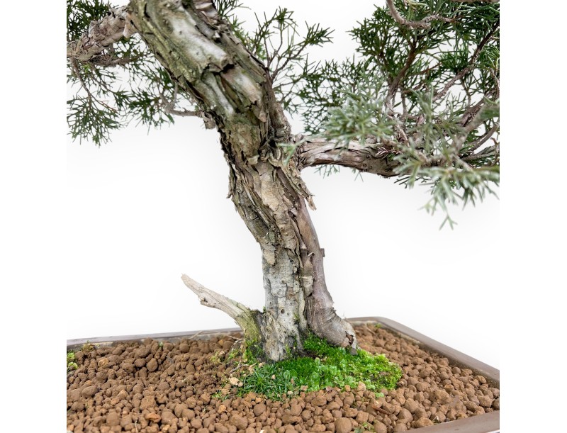 Enebro bonsái 59 cm | Maceta rectangular de gres