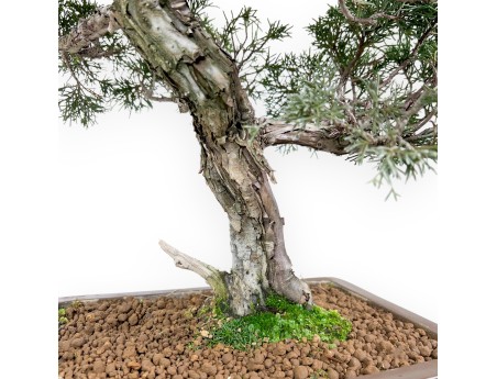 Wacholder Bonsai 59 cm | Rechteckiger Steingut Topf