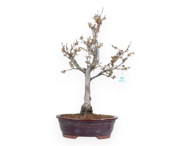 Hamamelis bonsai 65 cm | Red oval pot