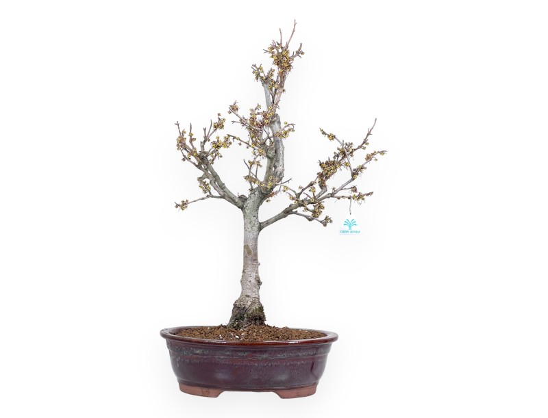 Bonsai di Hamamelis da 65 cm | Vaso ovale rosso