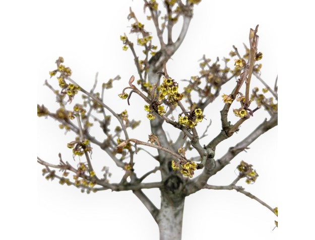 Hamamelis Bonsai von 65 cm | Oval rot Topf 2