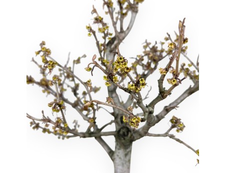 Bonsái de Hamamelis de 65 cm | Maceta oval rojo