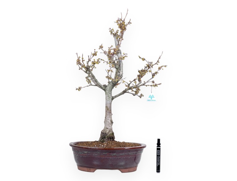 Hamamelis bonsai 65 cm | Red oval pot