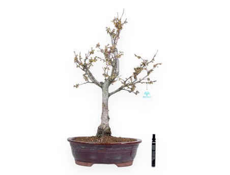 Hamamelis bonsai 65 cm | Red oval pot