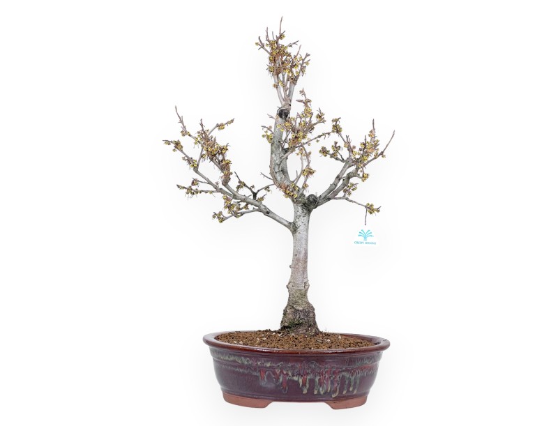 Hamamelis Bonsai von 65 cm | Oval rot Topf