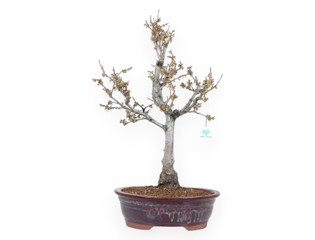 Hamamelis Bonsai von 65 cm | Oval rot Topf