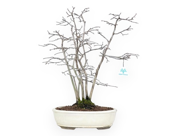 Diospyros kaki bonsai de 50 cm | Maceta oval beige
