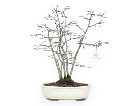 Diospyros kaki Bonsai von 50 cm | Oval beige Topf