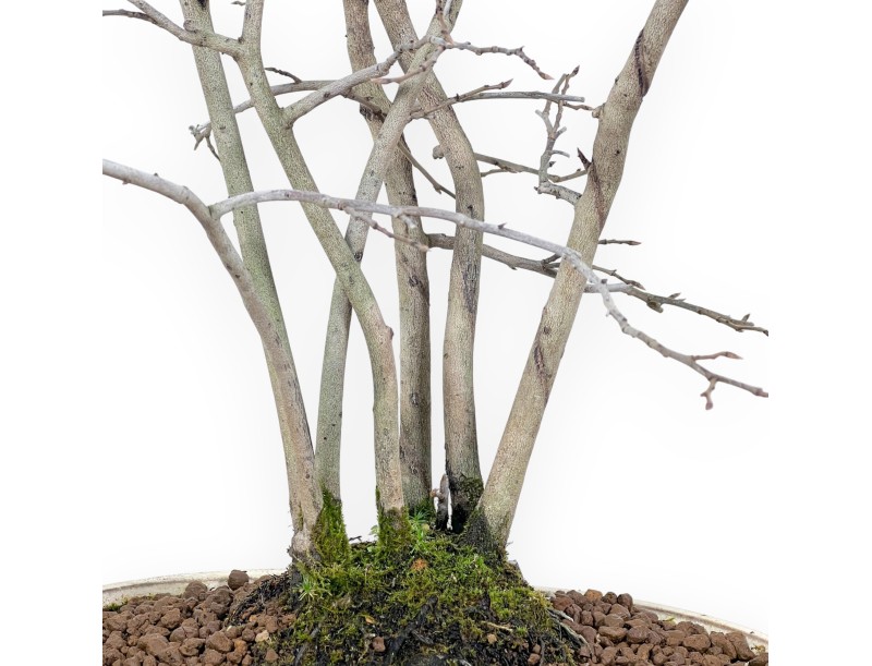 Diospyros kaki bonsai de 50 cm | Pot ovale beige