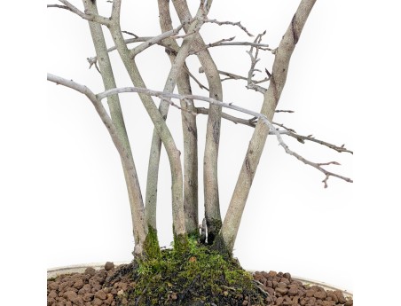 Diospyros kaki Bonsai von 50 cm | Oval beige Topf