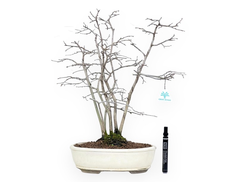 Diospyros kaki bonsai de 50 cm | Maceta oval beige