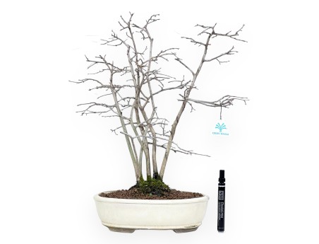 Diospyros kaki Bonsai von 50 cm | Oval beige Topf