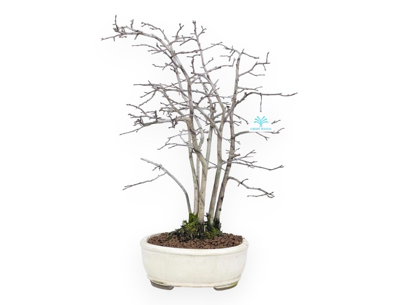 Diospyros kaki bonsai de 50 cm | Pot ovale beige