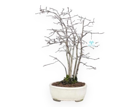 Diospyros kaki Bonsai von 50 cm | Oval beige Topf