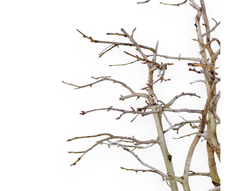 Diospyros kaki bonsai de 50 cm | Maceta oval beige
