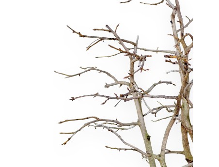 Diospyros kaki bonsai de 50 cm | Pot ovale beige