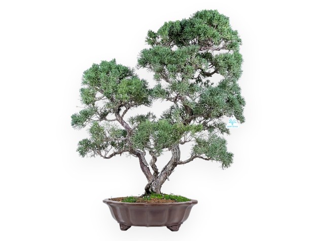 Juniper bonsai 69 cm | Flower-shaped stoneware pot