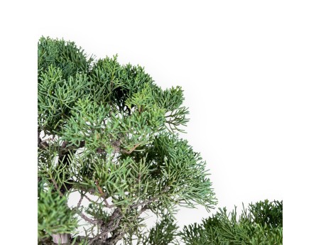 Enebro bonsái 69 cm | Maceta en forma de flor de gres