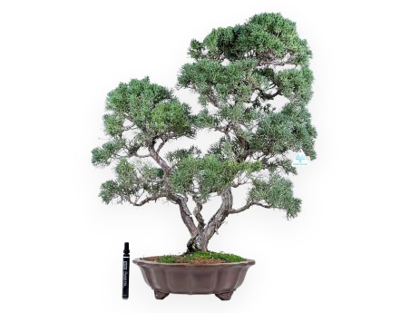 Juniper bonsai 69 cm | Flower-shaped stoneware pot