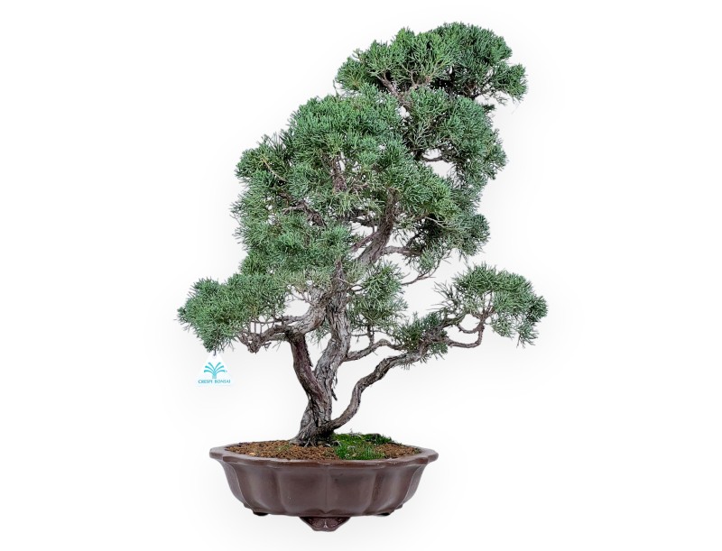 Wacholder Bonsai 69 cm | Blumenform Steingut Topf