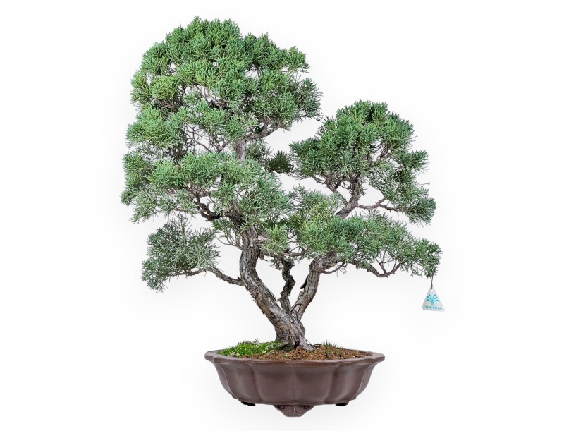 Jeneverbes bonsai 69 cm | Bloemvorm ongeglazuurde pot