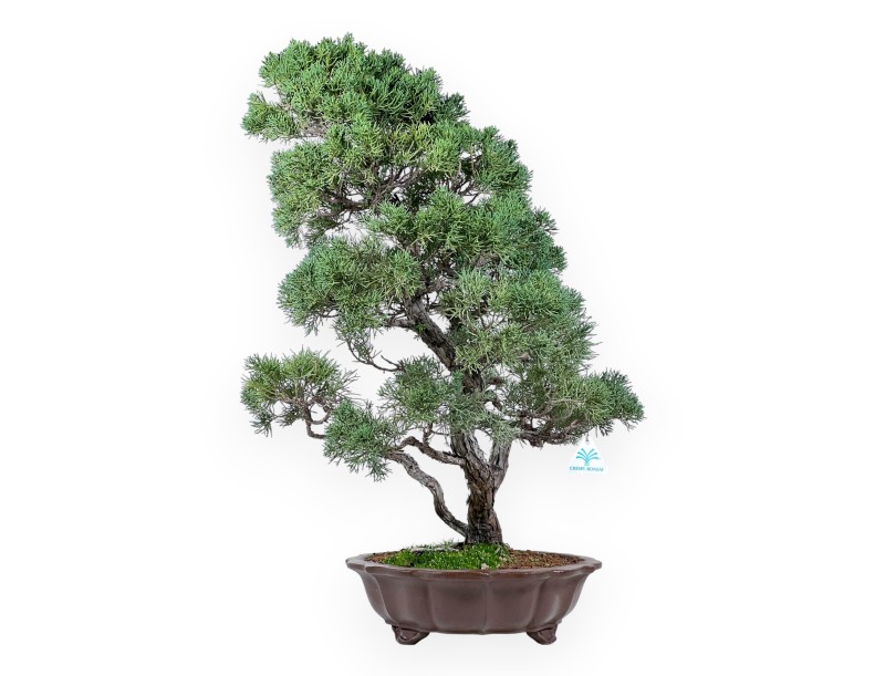 Wacholder Bonsai 69 cm | Blumenform Steingut Topf