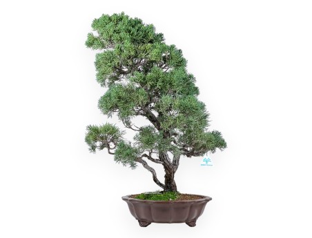 Juniper bonsai 69 cm | Flower-shaped stoneware pot