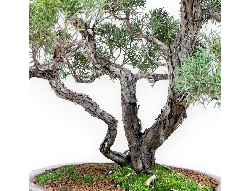 Jeneverbes bonsai 69 cm | Bloemvorm ongeglazuurde pot