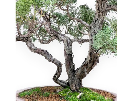 Jeneverbes bonsai 69 cm | Bloemvorm ongeglazuurde pot