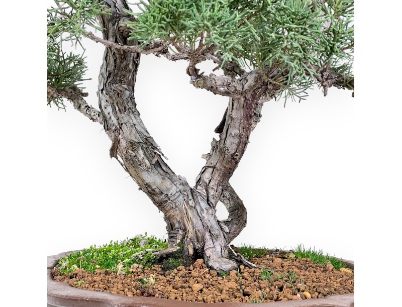 Wacholder Bonsai 69 cm | Blumenform Steingut Topf