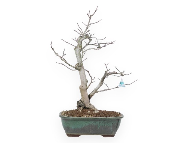 Bonsái de magnolia de 65 cm | Maceta rectangular verde