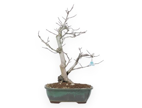 Magnolia Bonsai von 65 cm | Rechteckig grün Topf
