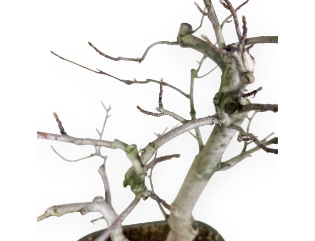 Magnolia Bonsai von 65 cm | Rechteckig grün Topf 2