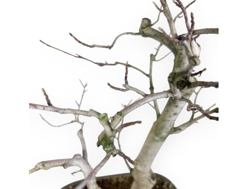 Magnolia Bonsai von 65 cm | Rechteckig grün Topf