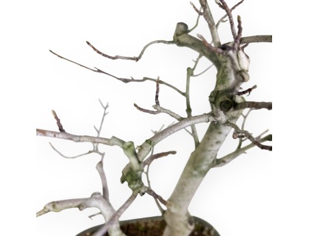 Magnolia Bonsai von 65 cm | Rechteckig grün Topf