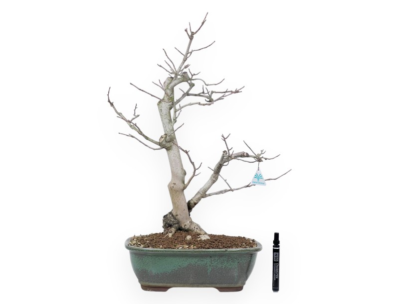 Magnolia Bonsai von 65 cm | Rechteckig grün Topf