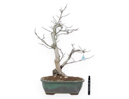 Magnolia Bonsai von 65 cm | Rechteckig grün Topf