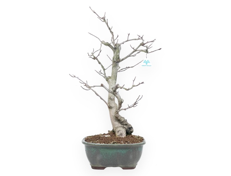 Bonsai di magnolia da 65 cm | Vaso rettangolare verde